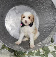 Mindy, a male Sheepadoodle for sale in Fayette, NY – Photo 5 of 6