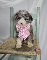 Lacey, a female Sheepadoodle for sale in Fayette, NY – Photo 5 of 6