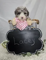 Lacey, a female Sheepadoodle for sale in Fayette, NY – Photo 4 of 6