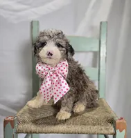 Lacey, a female Sheepadoodle for sale in Fayette, NY – Photo 2 of 6