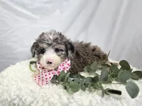 Lacey, a female Sheepadoodle for sale in Fayette, NY – Photo 6 of 6