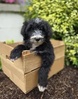 Smiley, a male Sheepadoodle for sale in Fayette, NY – 9 of 9