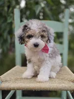 Trish, a female Sheepadoodle for sale in Fayette, NY – 2 of 5