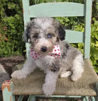Jess, a female Sheepadoodle for sale in Fayette, NY – 3 of 7