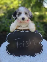 Trish, a female Sheepadoodle for sale in Fayette, NY – 3 of 4