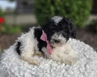 Jolly, a female Sheepadoodle for sale in Fayette, NY – 4 of 4