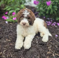 Callie, a female Bernedoodle for sale in Fayette, NY – 7 of 10
