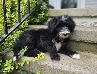 Smiley, a male Sheepadoodle for sale in Fayette, NY – 6 of 9