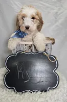 Kyle, a male Bernedoodle for sale in Fayette, NY – Photo 4 of 4