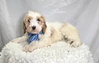 Kyle, a male Bernedoodle for sale in Fayette, NY – Photo 1 of 4