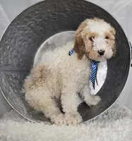 Kyle, a male Bernedoodle for sale in Fayette, NY – Photo 3 of 4