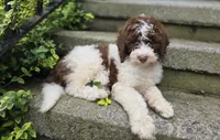 Callie, a female Bernedoodle for sale in Fayette, NY – 2 of 10