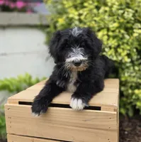 Smiley, a male Sheepadoodle for sale in Fayette, NY – 3 of 9