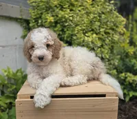 Connor, a male Bernedoodle for sale in Fayette, NY – 3 of 6