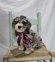 Lance, a male Sheepadoodle for sale in Fayette, NY – Photo 4 of 6