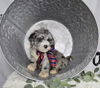 Lance, a male Sheepadoodle for sale in Fayette, NY – Photo 3 of 6