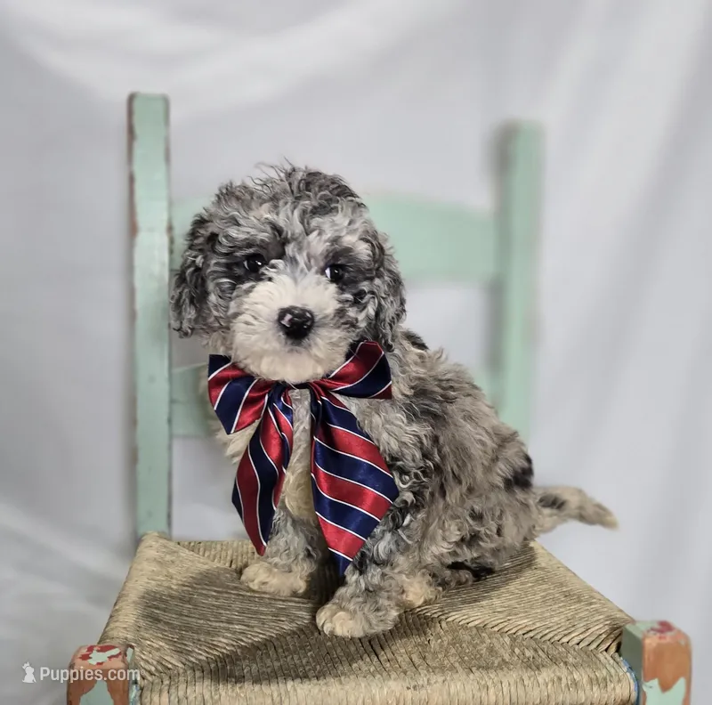 Lance – Sheepadoodle puppy for sale in Fayette, NY
