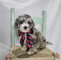 Lance, a male Sheepadoodle for sale in Fayette, NY – Photo 1 of 6