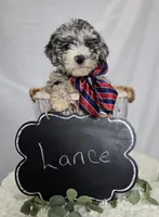 Lance, a male Sheepadoodle for sale in Fayette, NY – Photo 5 of 6
