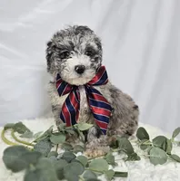 Lance, a male Sheepadoodle for sale in Fayette, NY – Photo 2 of 6