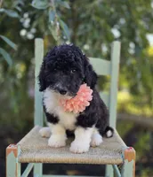 Harper, a female Sheepadoodle for sale in Fayette, NY – 6 of 7