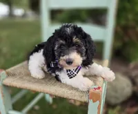 Joy, a female Sheepadoodle for sale in Fayette, NY – 1 of 5