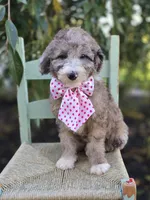 Holly, a female Sheepadoodle for sale in Fayette, NY – 2 of 5