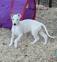 AKC Goose , a male Whippet for sale in Okeechobee, FL – 3 of 6