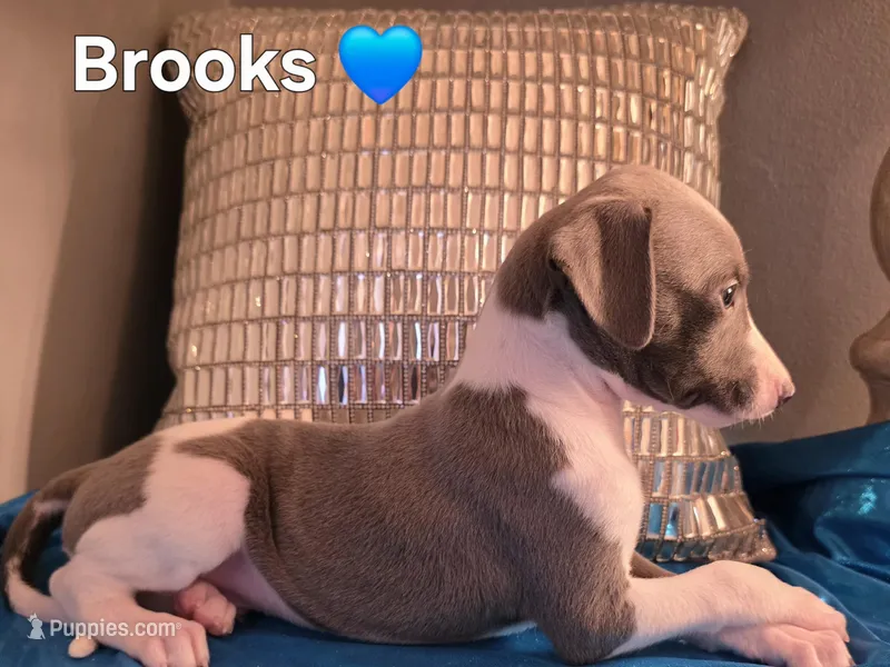 AKC Brooks – Whippet puppy for sale in Okeechobee, FL