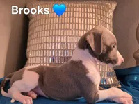 AKC Brooks, a male Whippet for sale in Okeechobee, FL – Photo 1 of 5