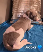 AKC Brooks, a male Whippet for sale in Okeechobee, FL – Photo 3 of 5