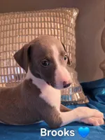 AKC Brooks, a male Whippet for sale in Okeechobee, FL – Photo 4 of 5