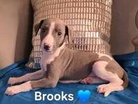AKC Brooks, a male Whippet for sale in Okeechobee, FL – Photo 5 of 5