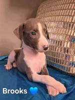AKC Brooks, a male Whippet for sale in Okeechobee, FL – Photo 2 of 5