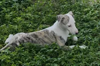 AKC Lacey, a female Whippet for sale in Okeechobee, FL – 7 of 9