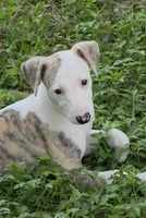 AKC Lacey, a female Whippet for sale in Okeechobee, FL – 8 of 9