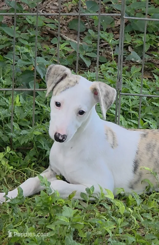 AKC Lacey – Whippet puppy for sale in Okeechobee, FL