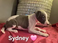 AKC Sydney, a female Whippet for sale in Okeechobee, FL – Photo 3 of 6