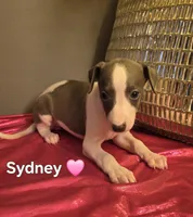 AKC Sydney, a female Whippet for sale in Okeechobee, FL – Photo 4 of 6