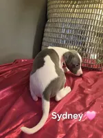 AKC Sydney, a female Whippet for sale in Okeechobee, FL – Photo 6 of 6