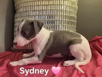 AKC Sydney, a female Whippet for sale in Okeechobee, FL – Photo 2 of 6