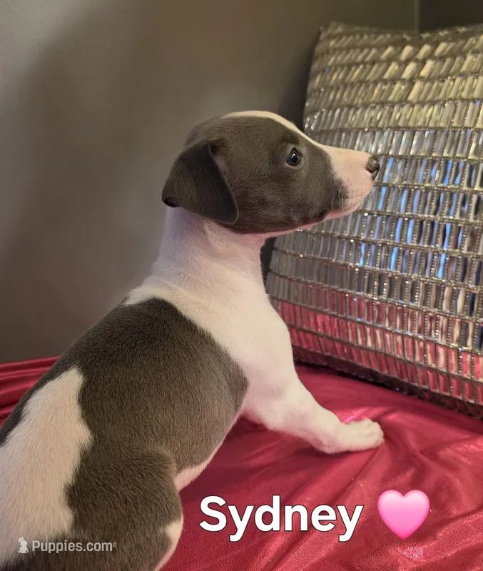 AKC Sydney – Whippet puppy for sale in Okeechobee, FL