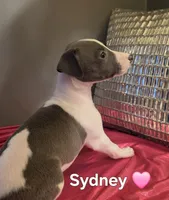 AKC Sydney, a female Whippet for sale in Okeechobee, FL – Photo 1 of 6