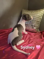 AKC Sydney, a female Whippet for sale in Okeechobee, FL – Photo 5 of 6