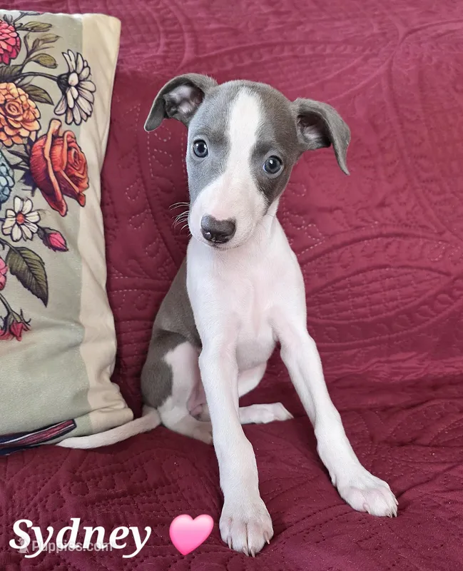 AKC Sydney – Whippet puppy for sale in Okeechobee, FL