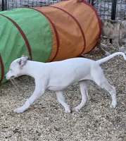 AKC Goose , a male Whippet for sale in Okeechobee, FL – 6 of 6