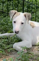 AKC Lacey, a female Whippet for sale in Okeechobee, FL – 9 of 9