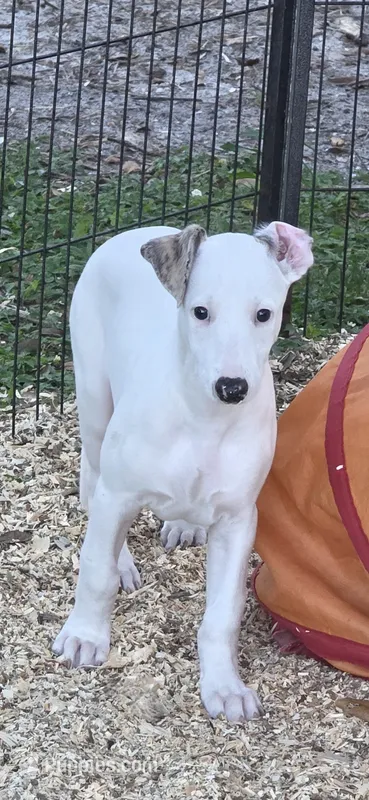 AKC Goose  – Whippet puppy for sale in Okeechobee, FL