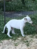 AKC Goose , a male Whippet for sale in Okeechobee, FL – 4 of 6