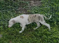 AKC Lacey, a female Whippet for sale in Okeechobee, FL – 5 of 9
